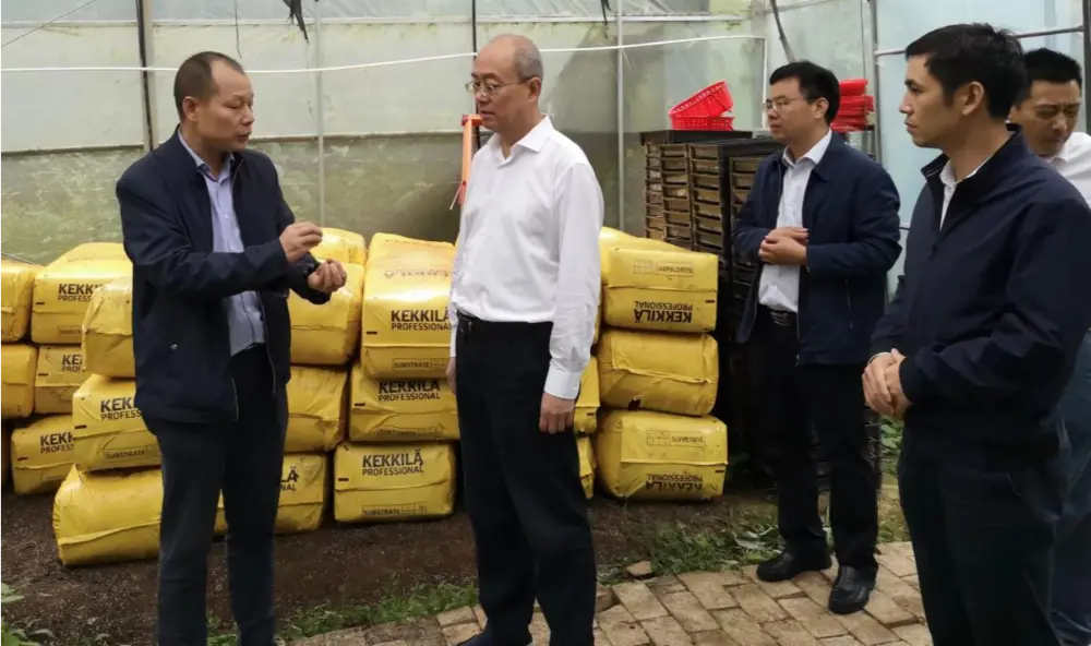 Parti Sekreteri ve Jiangxi Geleneksel Çin Tıbbı İl İdaresi Direktörü Xie Guanghua, Anoectochilus ekim üssünde araştırma yürütüyor