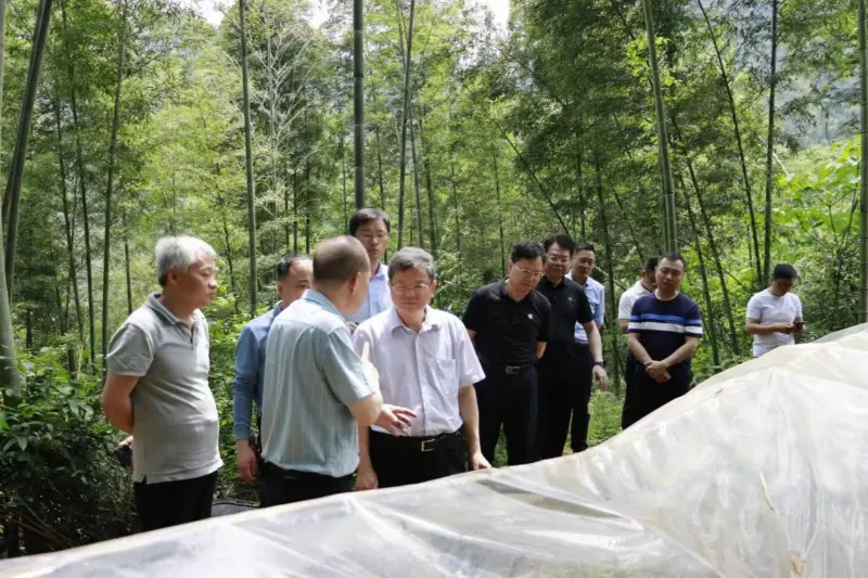 Ulusal Ormancılık ve Otlak İdaresi Kalkınma ve Reform Departmanı Direktörü Liu Shuren, Anxin Shibawan Anoectochilus ekim üssünü araştırıyor