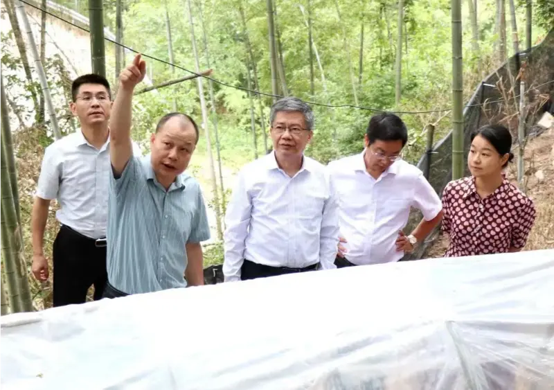 Jiangxi Geleneksel Çin Tıbbı Üniversitesi İleri Araştırma Enstitüsü Dekanı ve üniversitenin eski Parti Sekreteri Liu Hongning, Anoectochilus üssümüzde araştırma yürütmek üzere Jiangxi'deki geleneksel Çin tıbbında kapsamlı reform için eyalet uzman grubuna liderlik ediyor