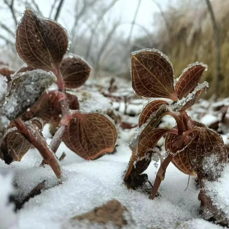 Organik Olarak Yetiştirilen Premium Kurutulmuş Anoectochilus Roxburghii